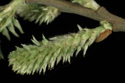 Salix cinerea. Female catkin.
 Image: D. Glenny © Landcare Research 2020 CC BY 4.0